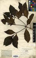Type of Morinda coreia Buch.-Ham. [family RUBIACEAE]