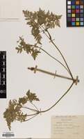 Filed as Geranium robertianum L. [family GERANIACEAE]
