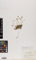 Filed as Erodium acaule (L.) Bech. & Thell. [family GERANIACEAE]