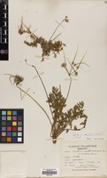Filed as Erodium acaule (L.) Bech. & Thell. [family GERANIACEAE]