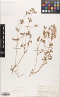 Filed as Lotus edulis L. [family LEGUMINOSAE]
