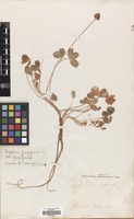 Filed as Trifolium fragiferum L. var. fragiferum [family LEGUMINOSAE]