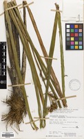 Filed as Sparganium erectum L. subsp. neglectum (Beeby) K. Richt. [family SPARGANIACEAE]