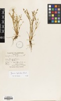 Filed as Juncus hybridus Brot. [family JUNCACEAE]