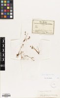 Filed as Juncus hybridus Brot. [family JUNCACEAE]
