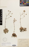 Filed as Saxifraga paniculata Mill. subsp. cartilaginea (Willd.) D.A.Webb [family SAXIFRAGACEAE]