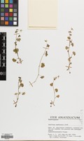Filed as Saxifraga cymbalaria L. [family SAXIFRAGACEAE]