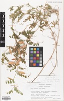 Filed as Vicia hyrcanica Fisch.& C.A.Mey. [family LEGUMINOSAE]