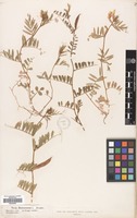 Filed as Vicia grandiflora Scop. var. biebersteiniana Koch [family LEGUMINOSAE]