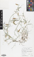 Filed as Vicia monantha Retz. [family LEGUMINOSAE]