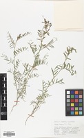 Filed as Vicia monantha Retz. [family LEGUMINOSAE]