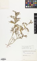 Filed as Vicia monantha Retz. var. monantha [family LEGUMINOSAE]