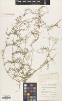 Filed as Vicia palaestina Boiss. [family LEGUMINOSAE]
