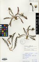Filed as Taraxacum fulvum Raunk. [family COMPOSITAE]