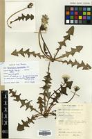Filed as Taraxacum nordstedtii Dahlst. [family COMPOSITAE]