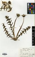 Filed as Taraxacum lingulatum Markl. [family COMPOSITAE]