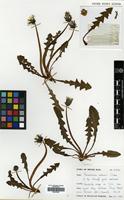 Filed as Taraxacum gelertii Raunk. [family COMPOSITAE]