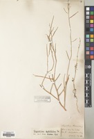 Filed as Sisymbrium septulatum DC. [family CRUCIFERAE]