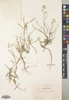 Filed as Sisymbrium septulatum DC. [family CRUCIFERAE]
