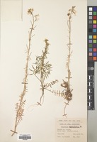 Filed as Sisymbrium septulatum DC. [family CRUCIFERAE]
