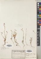 Filed as Malcolmia flexuosa (Sm.) Sm. ex Sibth & Sm. [family CRUCIFERAE]