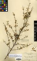 Isotype of Spiraea hypericifolia L. var. hupehensis Rehder [family ROSACEAE]