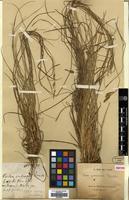 Isotype of Carex yunnanensis Franch. [family CYPERACEAE]