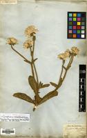 Type of Gomphrena schlechtendaliana Mart. [family AMARANTHACEAE]