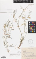 Filed as Lathyrus saxatilis (Vent.) Vis. [family LEGUMINOSAE]