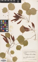 Filed as Dalbergia sissoo Roxb. [family LEGUMINOSAE]