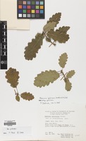 Filed as Quercus pubescens Willd. [family FAGACEAE]