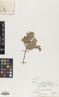 Filed as Quercus pubescens Willd. [family FAGACEAE]
