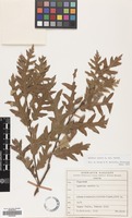 Filed as Quercus cerris L. var. cerris [family FAGACEAE]