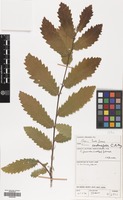 Filed as Quercus castaneifolia C.A.Mey. [family FAGACEAE]