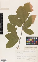 Filed as Quercus castaneifolia C.A.Mey. [family FAGACEAE]