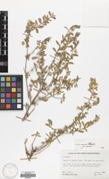 Filed as Polygala senensis Klotsch. var. senensis [family POLYGALACEAE]
