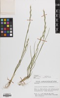 Filed as Lolium persicum Boiss. & Hohen. [family GRAMINEAE]