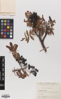 Filed as Sorbus aucuparia L. [family ROSACEAE]