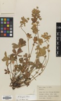 Filed as Potentilla thuringiaca Bernh. ex Link [family ROSACEAE]