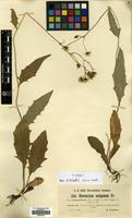 Type of Hieracium vulgatum Fr. subsp. acuminatifolium Litw. & Zahn [family COMPOSITAE]