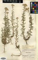 Type of Achillea kermanica Gand. [family COMPOSITAE]