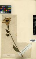 Filed as Helianthus annuus L. [family COMPOSITAE]