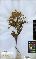 Type of Vernonia corcovadensis Gardner [family COMPOSITAE]