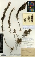 Syntype of Artemisia hallaisanensis Nakai [family COMPOSITAE]