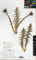 Filed as Taraxacum aequilobium Dahlst. [family COMPOSITAE]