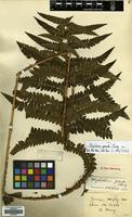 Type of Polystichum grande Ching [family DRYOPTERIDACEAE]