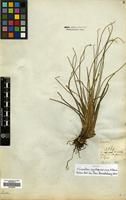 Isotype of Isoetes gardneriana A.Br. [family ISOETACEAE]