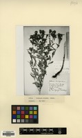 Type of Centaurea abnormis Czerep. [family COMPOSITAE]