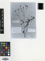 Holotype of Lapsana communis L. subsp. intermedia (M.Bieb.) Hayek [family COMPOSITAE]