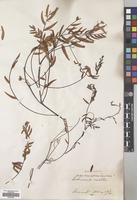 Filed as Schinus molle L. [family ANACARDIACEAE]